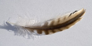 ダイシャクシギの肩羽らしき羽