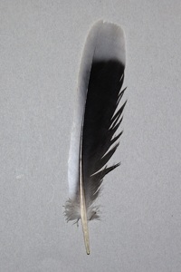 キジバトの尾羽