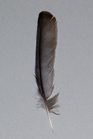 イソヒヨドリの羽根