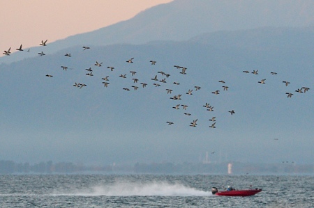 琵琶湖のホシハジロ 飛翔