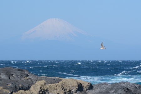 セグロカモメの飛翔 若鳥冬羽 富士山をバックに