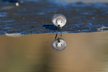 干潟のミユビシギ 冬羽