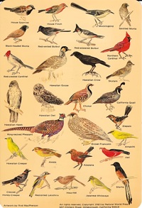 Guide to the Birds of Hawaii