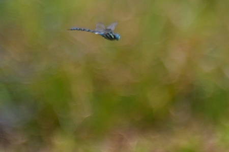 オオルリボシヤンマ ♂ の飛翔